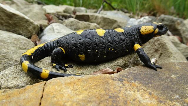 "Es hilft nichts, ich bin einfach zu dick für so enge Felsritzen!" ... | Foto: S.Plischek