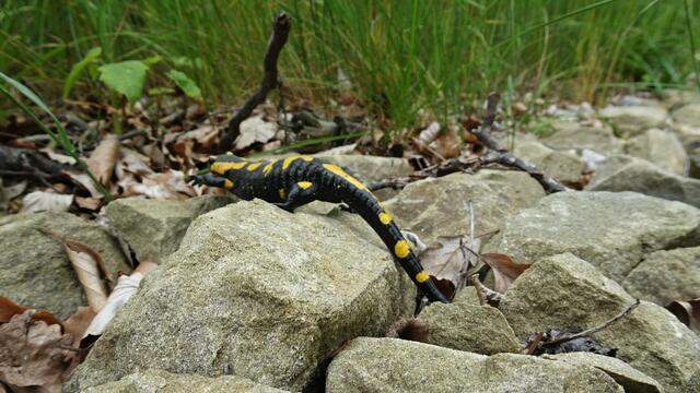 Ein paar Augenblicke später war die Feuersalamanderdame ... | Foto: S.Plischek