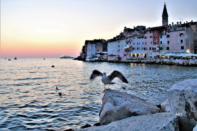 Möwe, Hafen, Rovinj