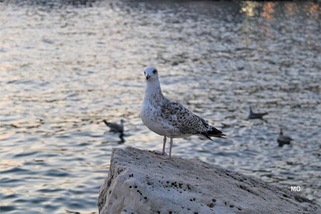 Möwe, Kroatien