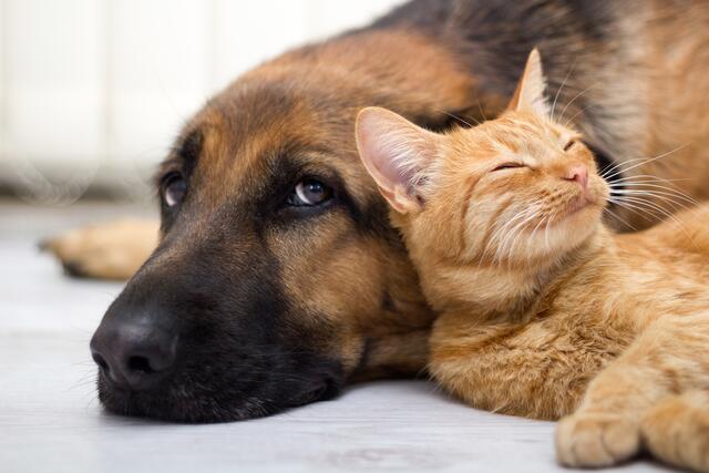 Um Schnurren und Schwanzwedeln richtig zu deuten, sollte man die Körpersprache seines vierbeinigen Lieblings kennen.  | Foto: panthermedia