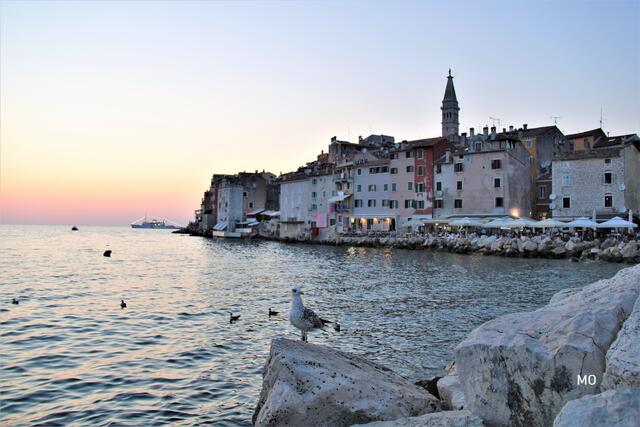 Möwe, Kroatien