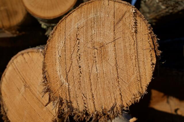 Holzbau Austria fordert mittels Petition, dass österreichisches Holz für österreichische Unternehmen gewährleistet wird.  | Foto: Pixabay