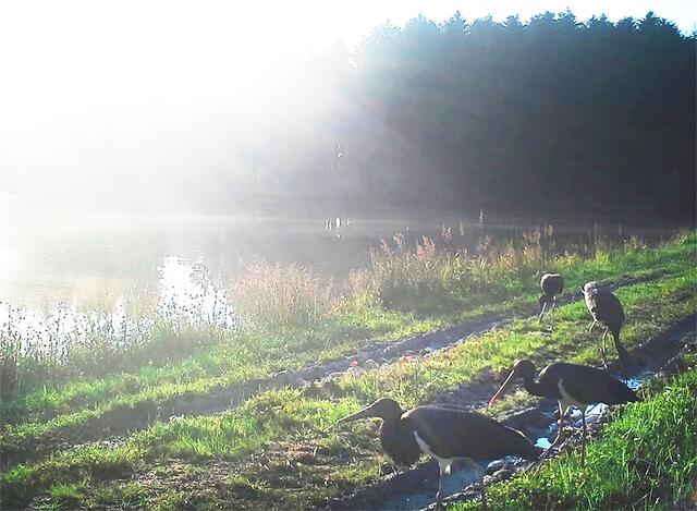 Ein Schwarzstorchpärchen am Teich in Grafenschlag mit erfolgreicher Brut im Jahr 2020. | Foto: IG Waldviertel