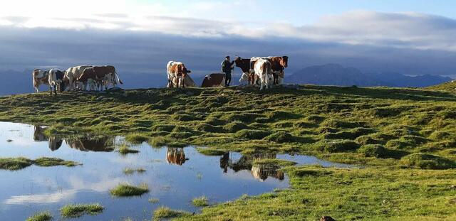 Die Kühe genießen das saftige Grün auf der Alm. | Foto: Seppi