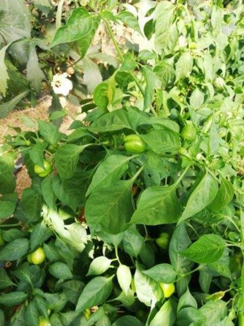 Paprika 