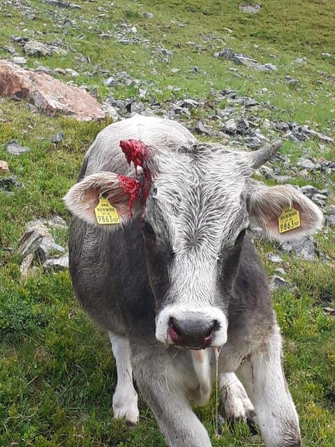Obwohl es sich um eine ausgewachsene Mutterkuh handelte, hat vermutlich der
Bär angegriffen. | Foto: Karl Schrott