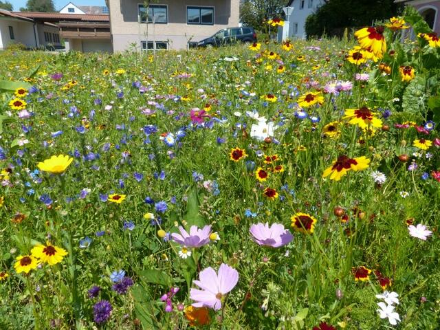 Neu angelegte Blumenwiese der Famillie Girlinger in Lembach | Foto: Hubert Schinkinger, Lembach