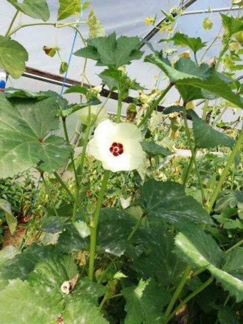 Ocrablüte
