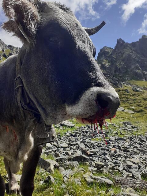 Die Leitkuh hat alles gegeben, um ihre Herde vor dem Großraubwild zu verteidigen. | Foto: Karl Schrott