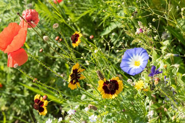 Eine wichtige Nahrungsquelle für eine Vielzahl von Insekten. | Foto: Alfred Hofer