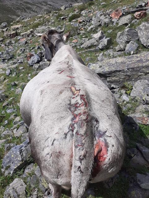 Dieser einjährige Ochs musste notgeschlachtet werden. | Foto: Karl Schrott