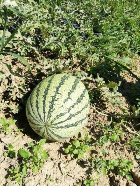 Auch Melonen gedeihen in Kaag