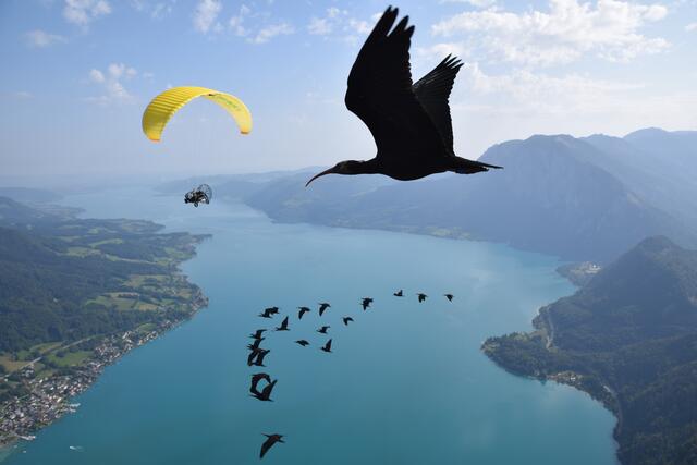 Die Zugvögel folgen den Motorschirmen des Waldrappteam in den Süden. | Foto: Waldrappteam Conservation &amp; Research 2021