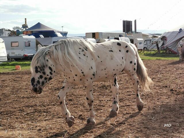 Tierschau, Circus Alex Kaiser