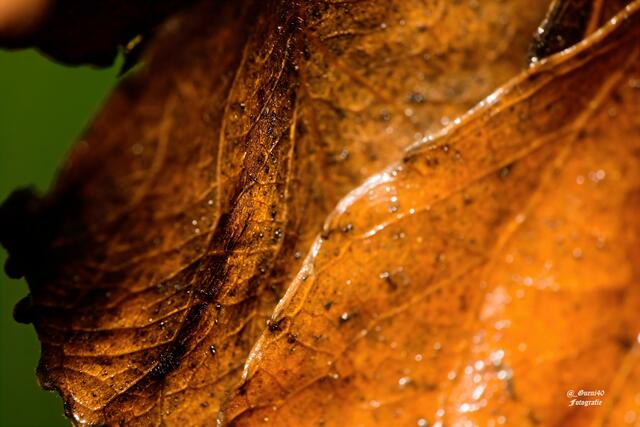 ........nasses Blattl näher betrachtet....