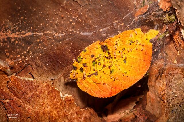 ..........die Natur schafft immer selber diese Motive.....