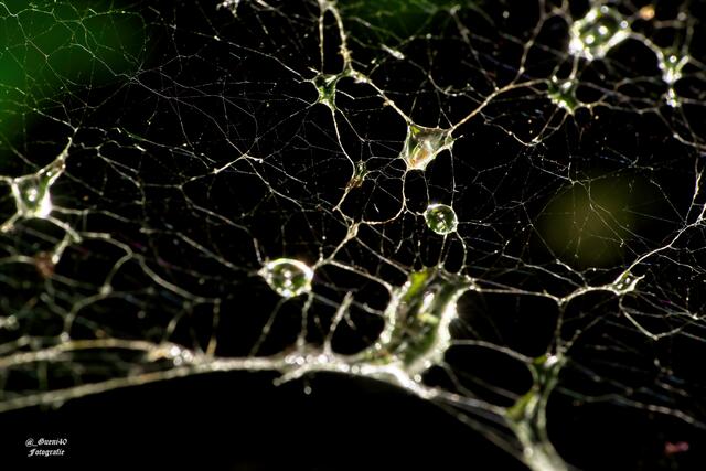 ........Spinnweben mit den Wasserperlen.....