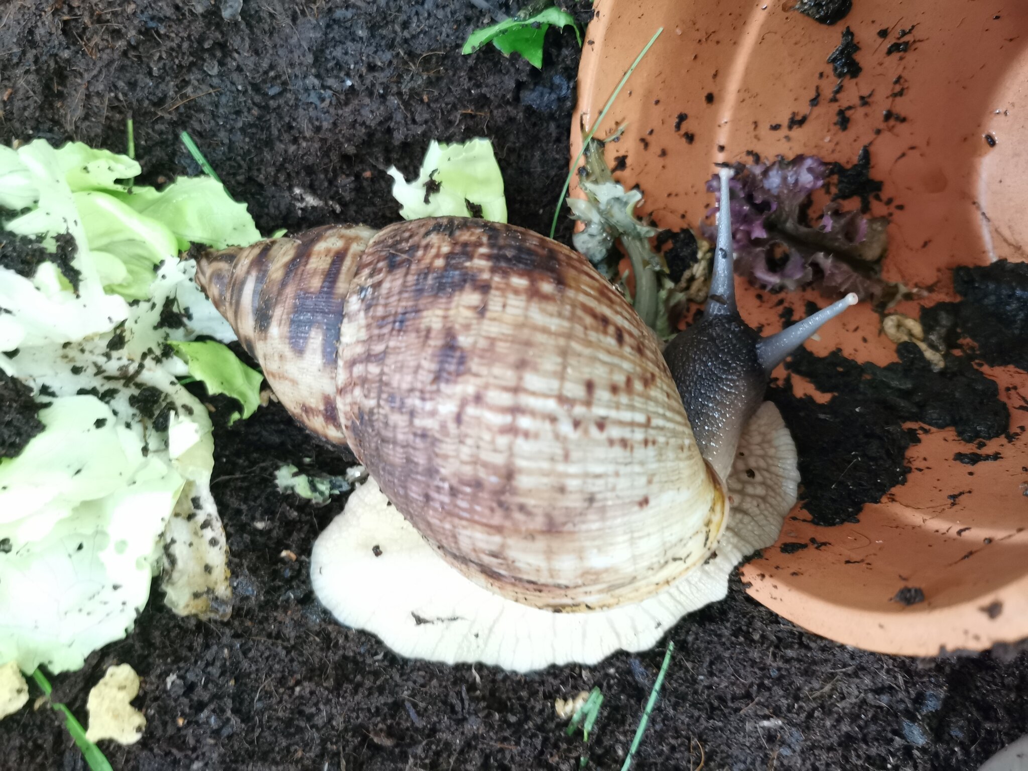 Tierheim Linz Sieben Achatschnecken warten auf großes Terrarium Linz