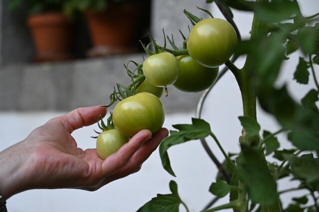 Tomaten können auch in Blumentöpfen angepflanzt werden. Wichtig ist nur, dass sie ausreichend vor Witterung geschützt sind. | Foto: Pramendorfer