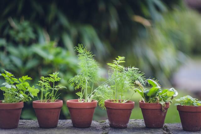 Urban Gardening und Pop-Up Gardening liegen voll im Trend: Immer mehr TirolerInnen bauen im eigenen Garten, am Balkon oder auf gepachteten Feldern ihr eigenes Obst und Gemüse an. | Foto: unsplash/Markus Spiske 