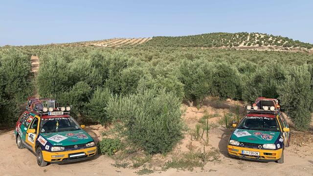 Olivenhain nahe Úbeda (Spanien)