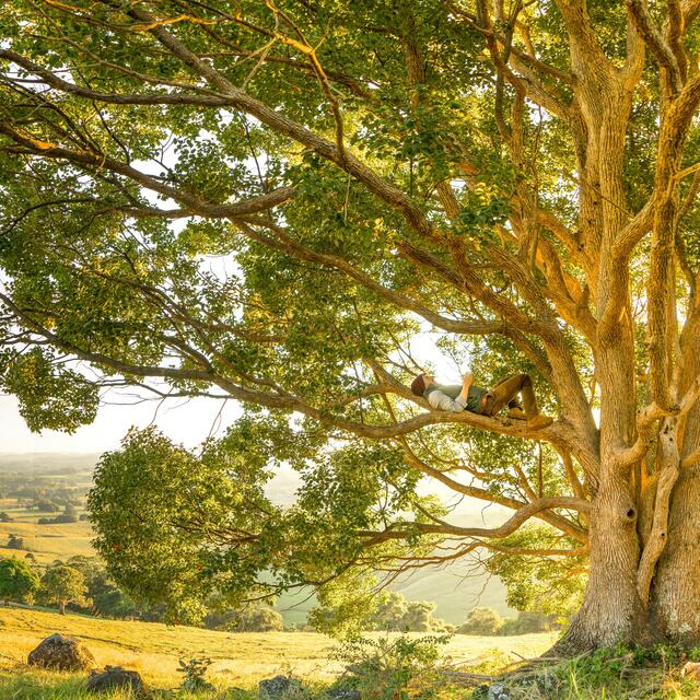 Der Corona Baum? | Foto: Rob Mulally