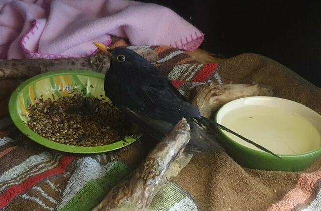 Foto: Tierparadies Schabenreith | Hofner