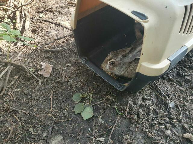 Foto: Tierparadies Schabenreith | Hofner