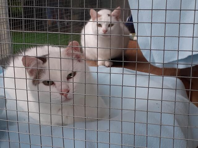 Für die beiden hübschen Miezen wird ein Platz mit Freigang gesucht. | Foto: Tierheim Reutte