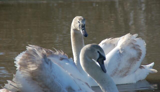 Foto: Tierparadies Schabenreith | Hofner