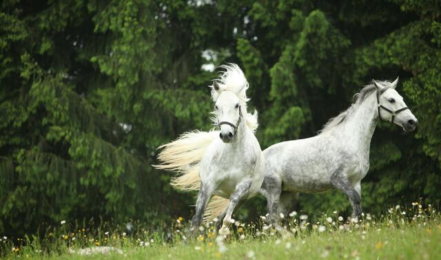 Das Fest der Lipizzaner geht am 11. und 12. September in Piber über die Bühne.
