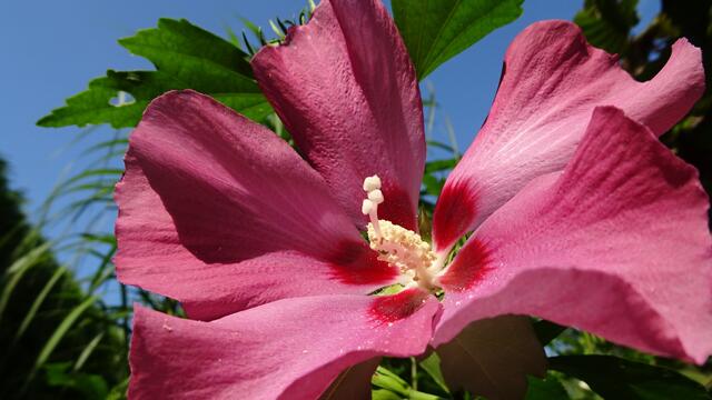 Gartenhibisken haben meist eine weiße, rosa, rote, lila oder blaue Farbe, die ganz natürlich wirkt. ... | Foto: S.Plischek