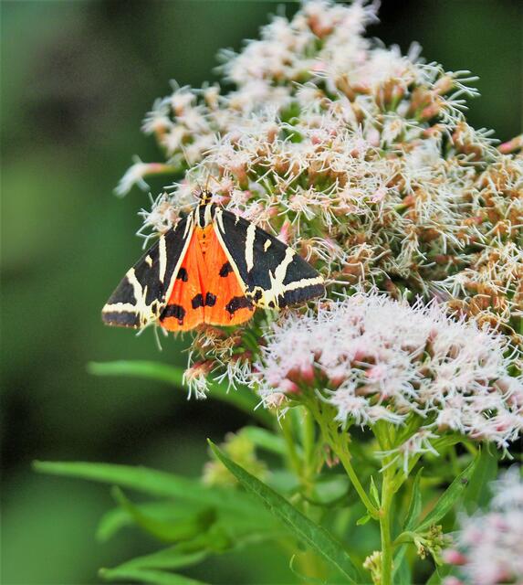 Der Russische Bär am Klammeingang