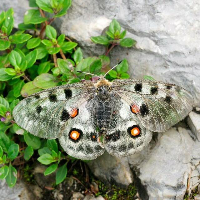 Der Rote Apollofalter ist stark bedroht und daher streng geschützt. | Foto: Herfried Marek