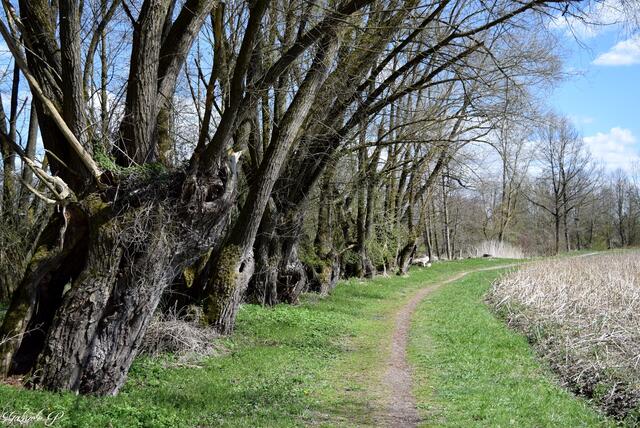 Kinderwagentauglich ist der Pramweg in Taufkirchen. | Foto: Gabriele Pröller