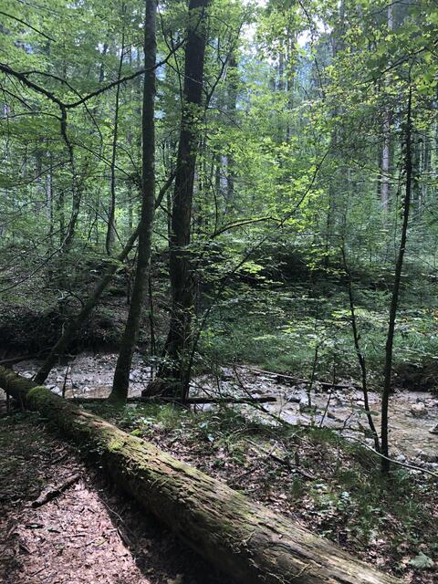 Die Suche am Fuße des Untersberges wurde eingestellt. | Foto: Land Salzburg