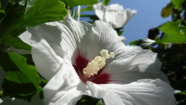 Die Farbe der Blüte kann ein Indiz dafür sein, ob es sich um einen winterfesten Hibiskus handelt. ...  | Foto: S.Plischek