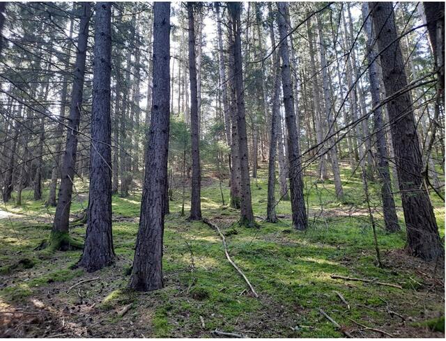 Den Wald mit allen Sinnen bewusst wahrnehmen – darum geht es beim "Waldbaden". | Foto: privat