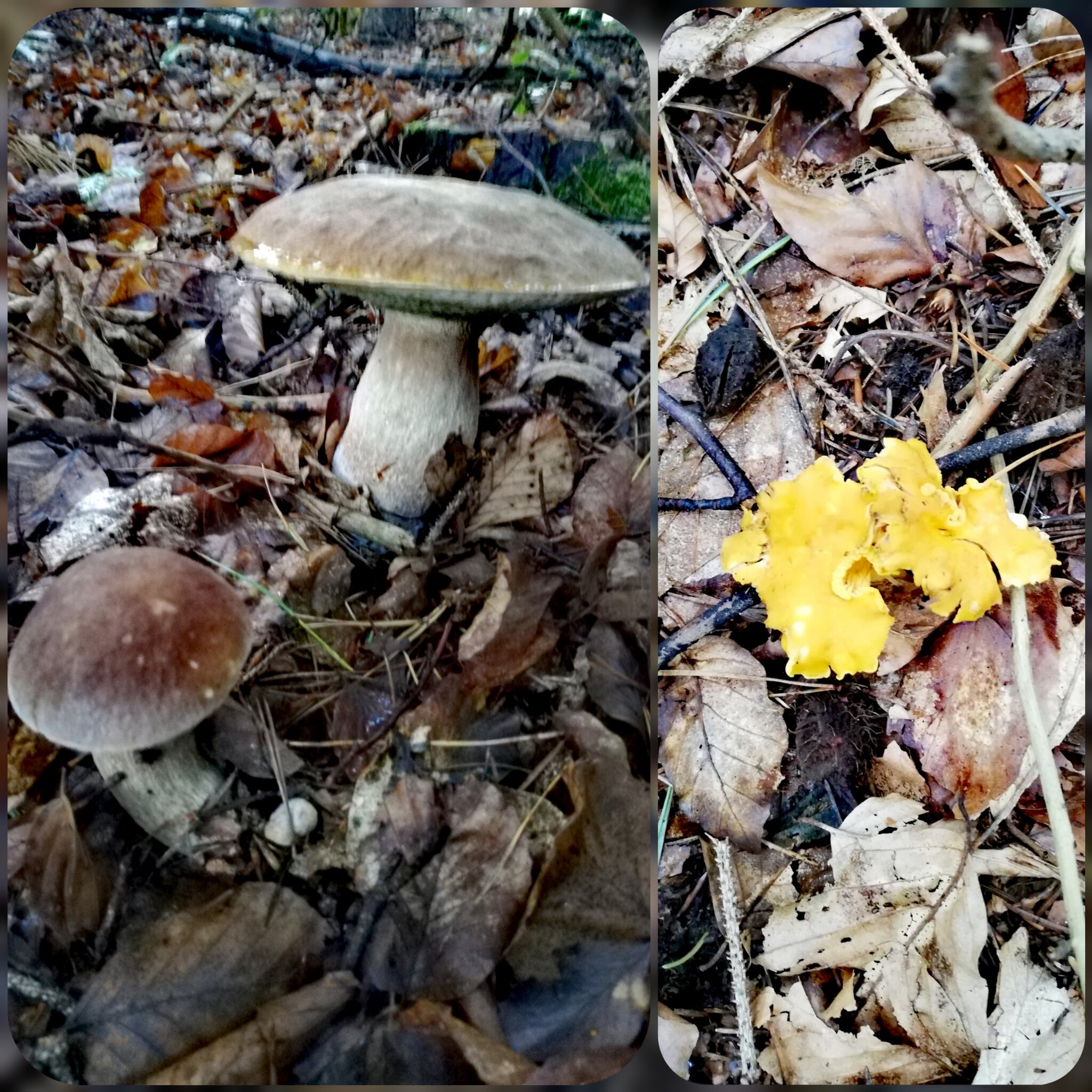 Schwammerlzeit ohne Schwammerln: Schwammerlsuchen und finden - Jennersdorf