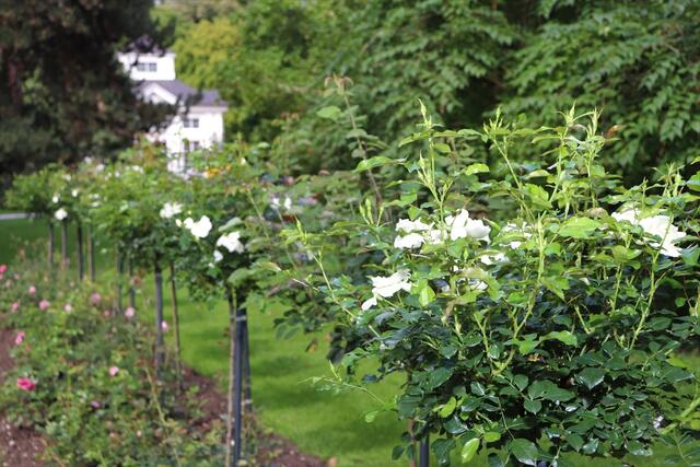 So sieht das Rosenbeet im Hofgarten Innsbruck aus. | Foto: S.Ingenhaeff/J.Schranzhofer