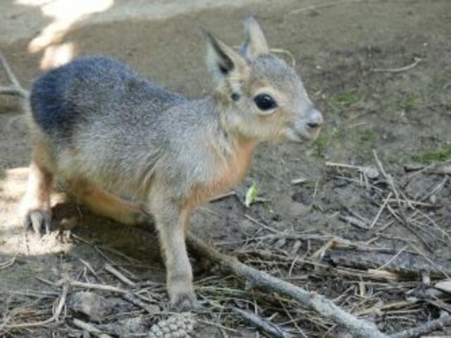 Bei den Maras im Zoo Schmiding gibt es Nachwuchs. | Foto: Zoo Schmiding/Maria Reichersberger