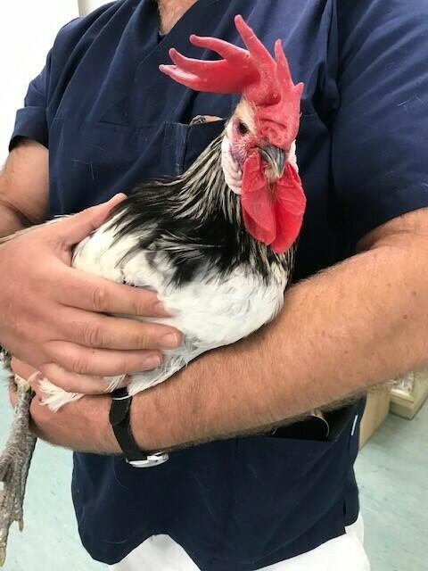 Sir Galahad wartet auf fachkundige Besitzer | Foto: TSA