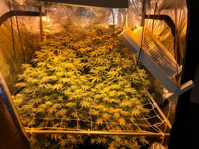 Das Netz der Suchtgifthändler spannte sich von Wien bis nach Weiz. | Foto: LPD Stmk