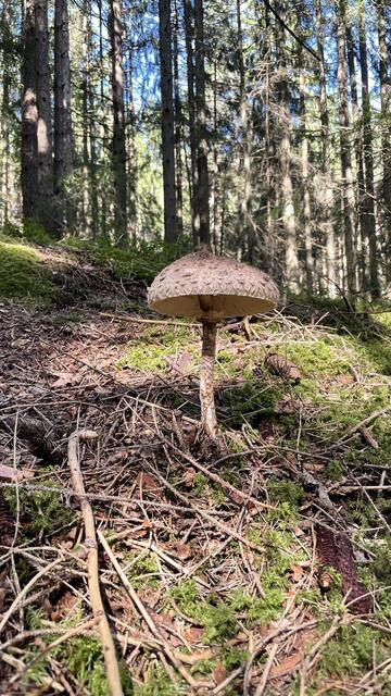 Parasol 👍😜