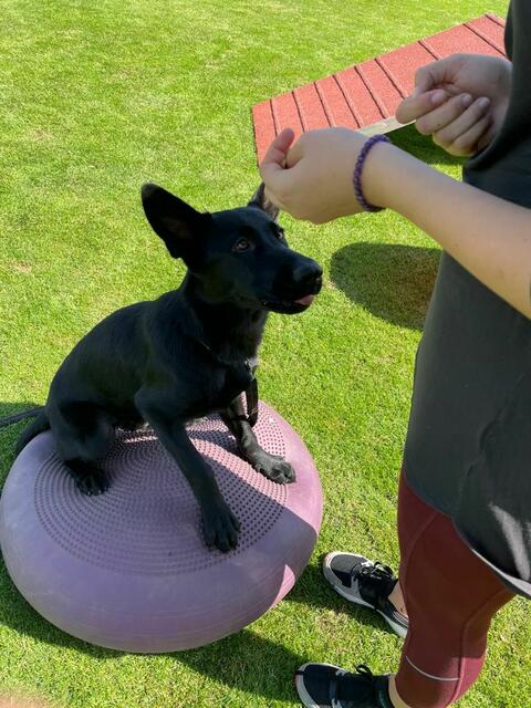Die Hunde haben auch ihren Spaß - die Leckies tragen bestimmt auch ihren Teil dazu bei | Foto: Kopper