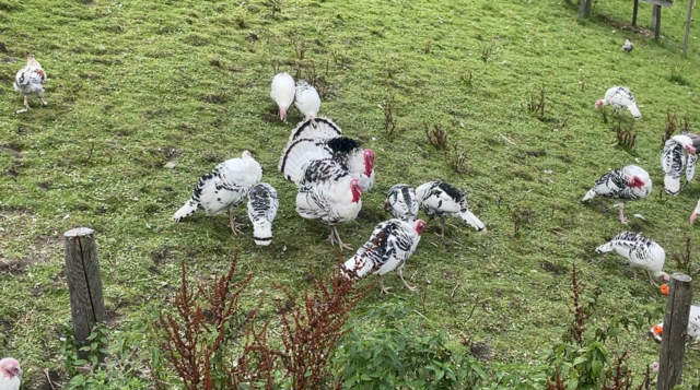 Auf dem Hof der Familie Hesele leben auch 25 Cröllwitzer Puten. | Foto: Koidl