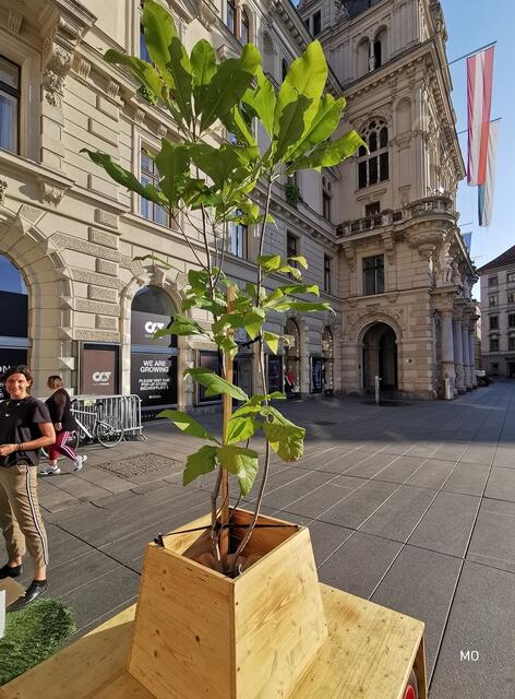 Grünen, Wahlen, Graz
