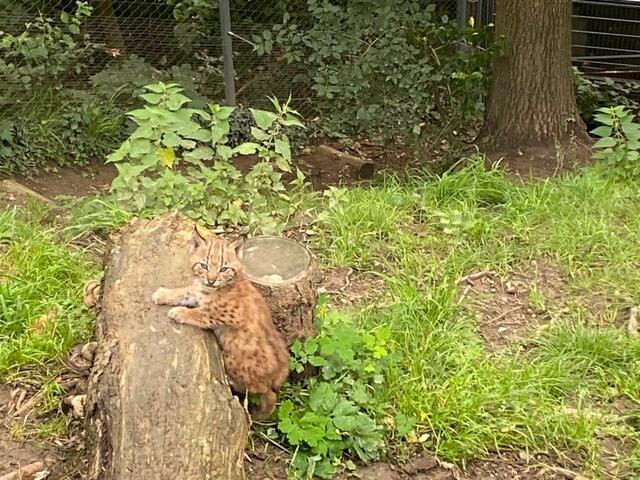 Foto: Alpenzoo Innsbruck