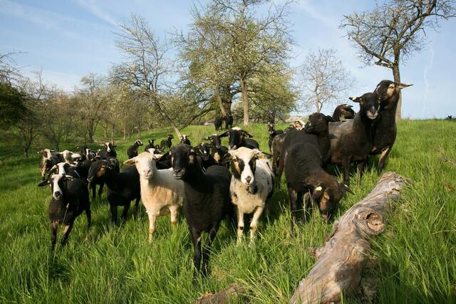 Der Vortrags- und Diskussionsabend der Wieseninitiative findet am Freitag, dem 10. September, im Gasthaus Wehofer in Deutsch Tschantschendorf statt. | Foto: Elpons